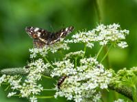 Landkärtchen, Sommergeneration